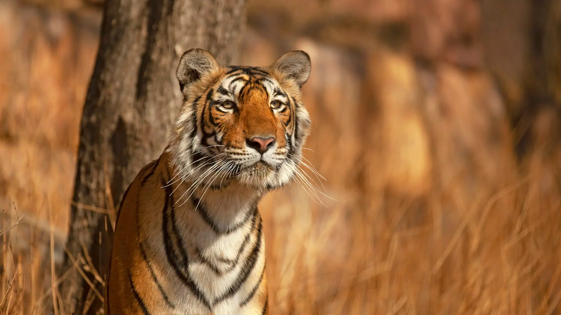 Ranthambore Tiger Safari
